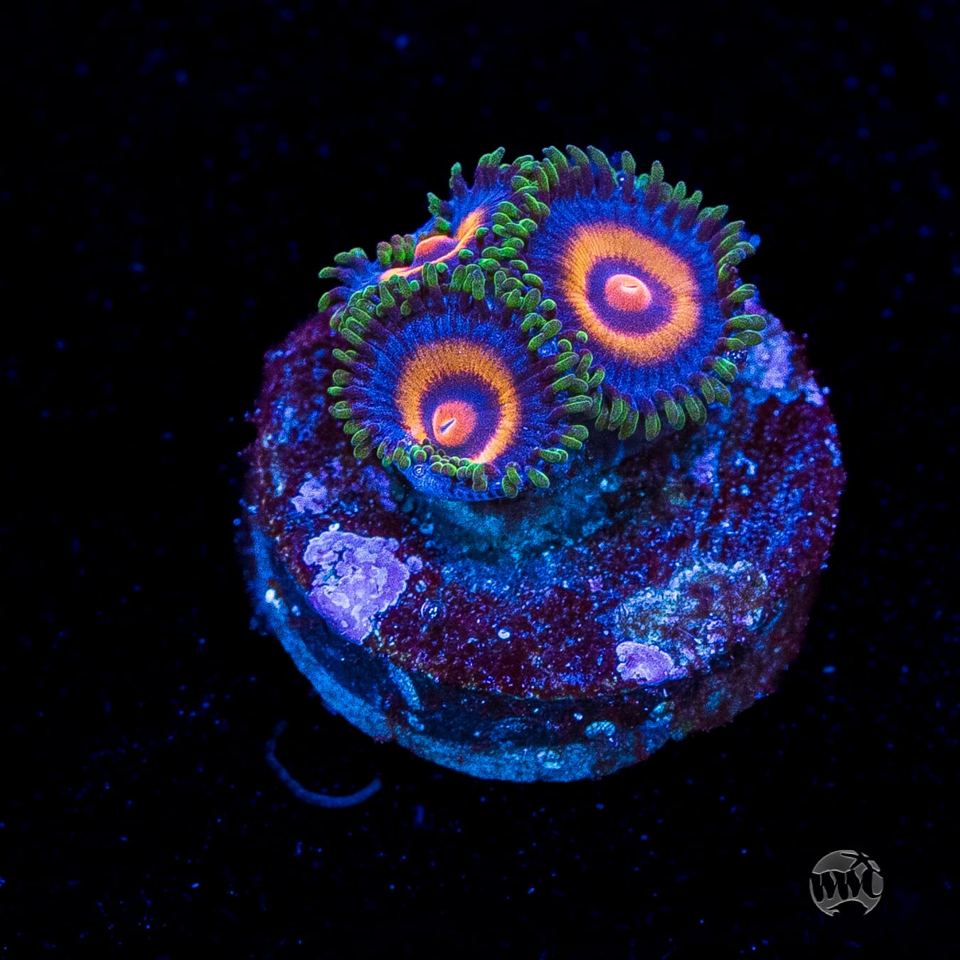 Supergirls Zoanthids