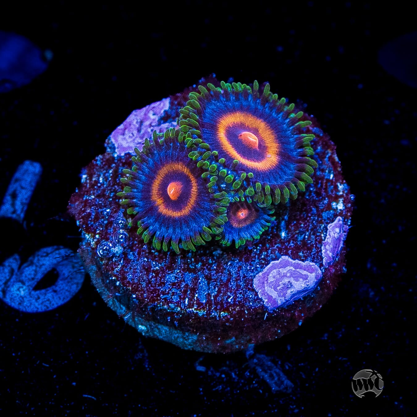 Supergirls Zoanthids
