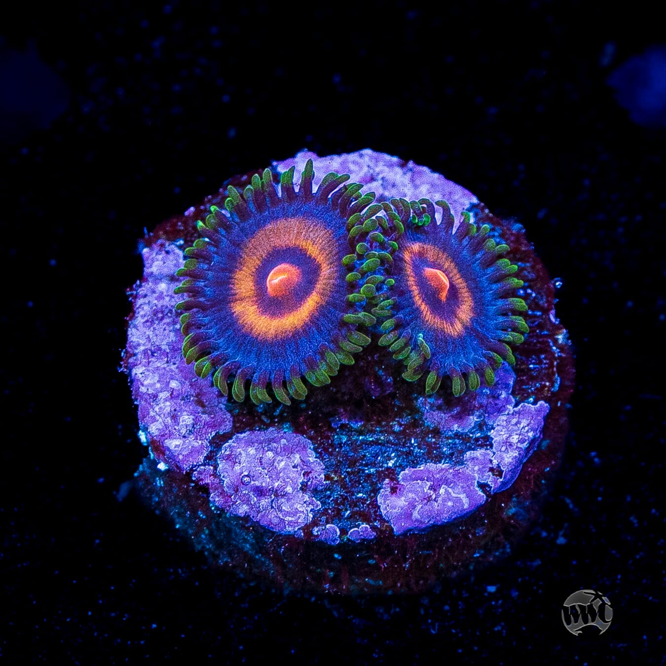 Supergirls Zoanthids