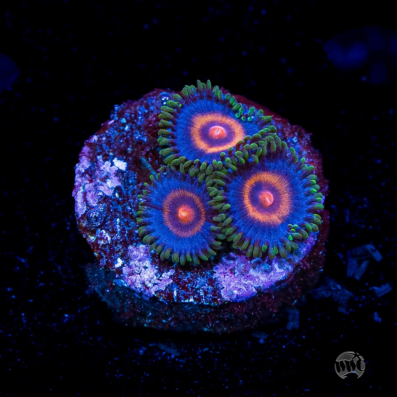 Supergirls Zoanthids