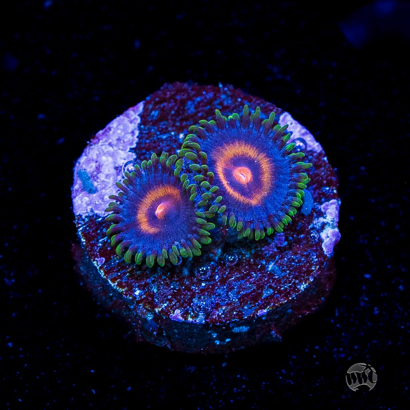Supergirls Zoanthids