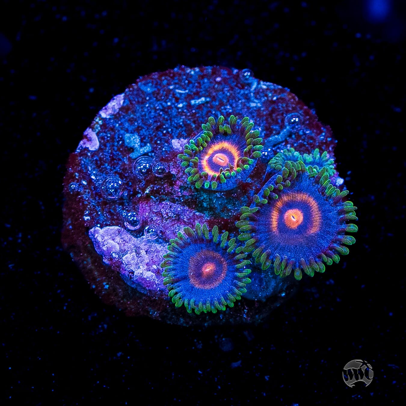 Supergirls Zoanthids