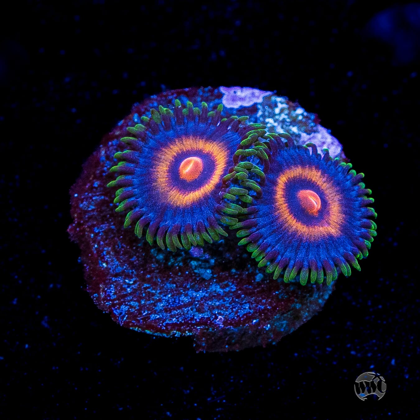 Supergirls Zoanthids