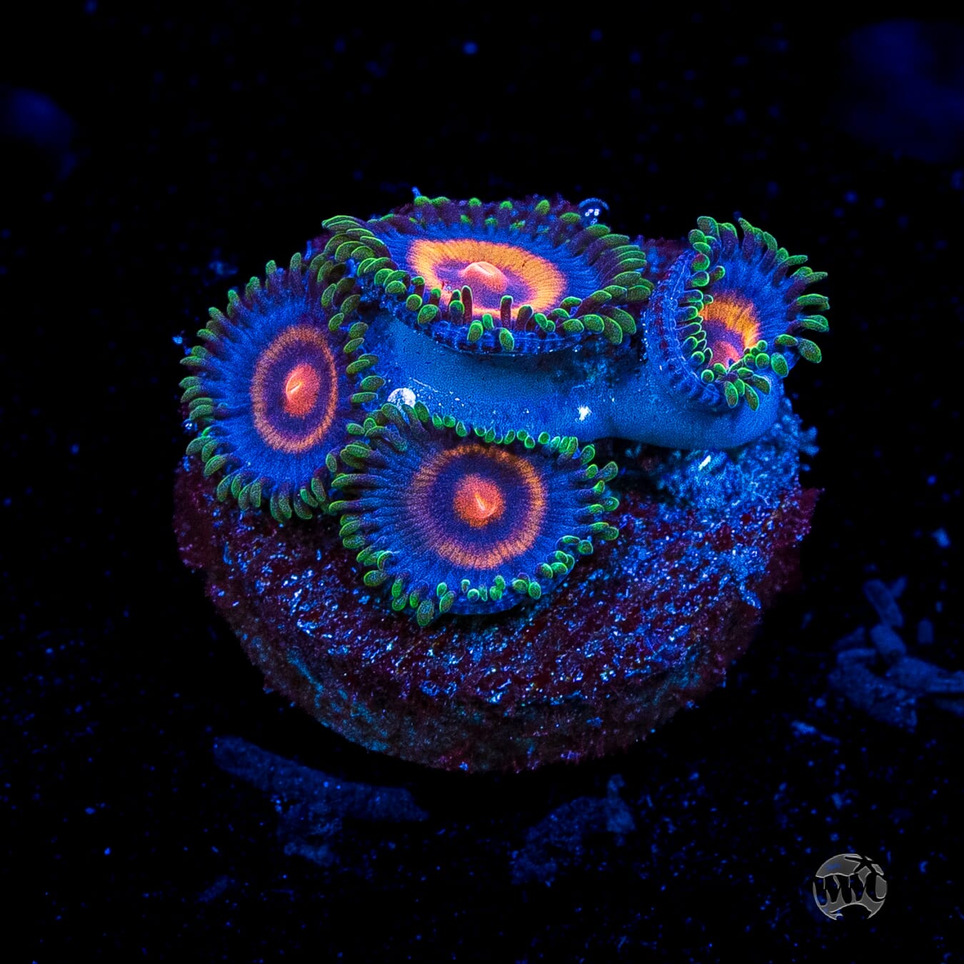 Supergirls Zoanthids