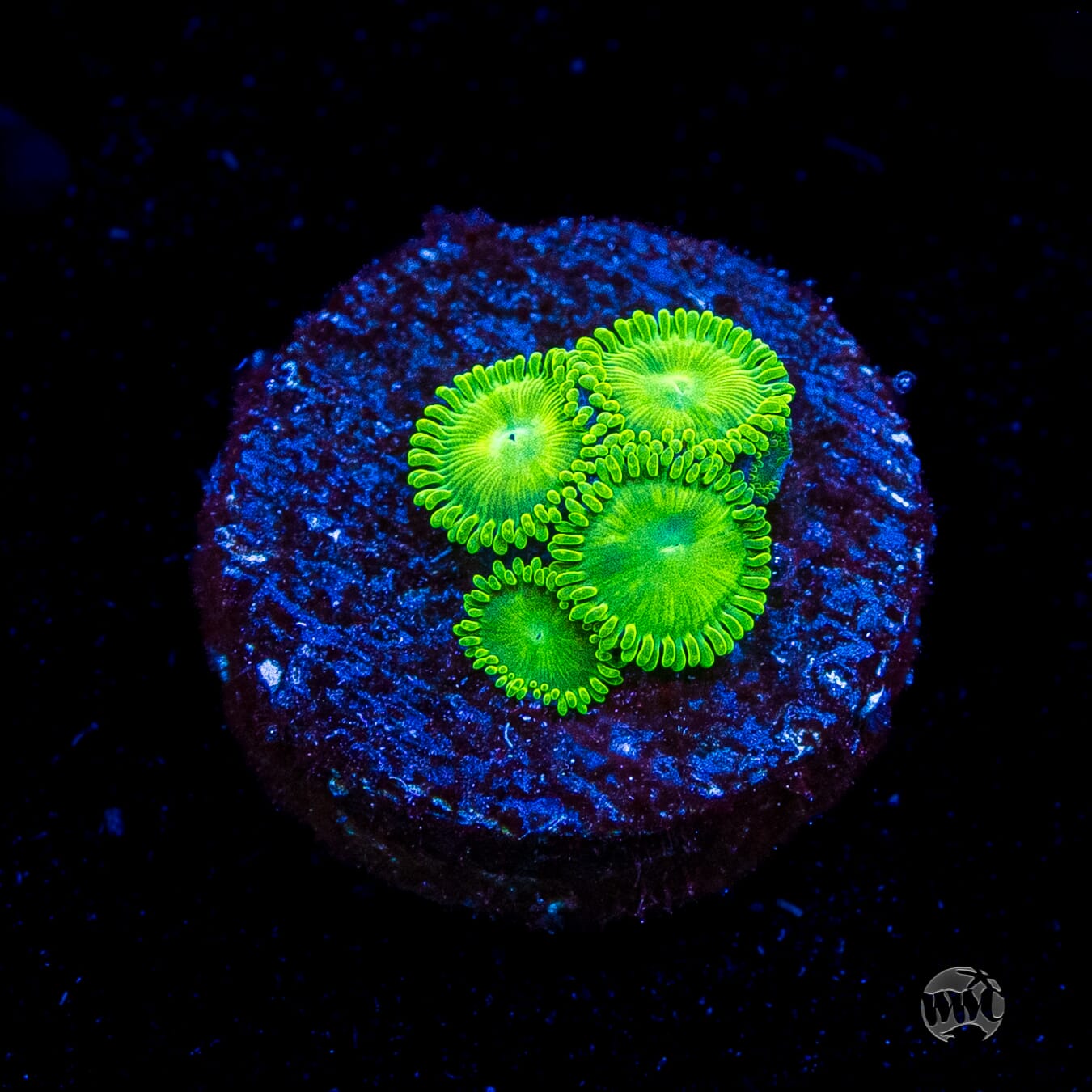 WWC Toxic Tonic Zoanthids