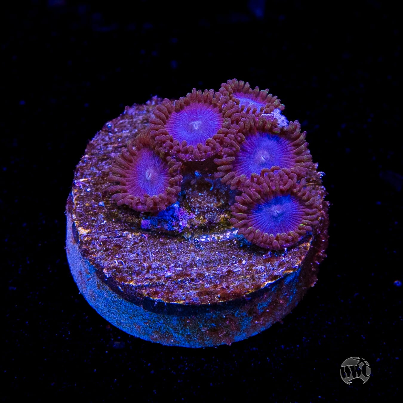 Tubbs Blues Zoanthids