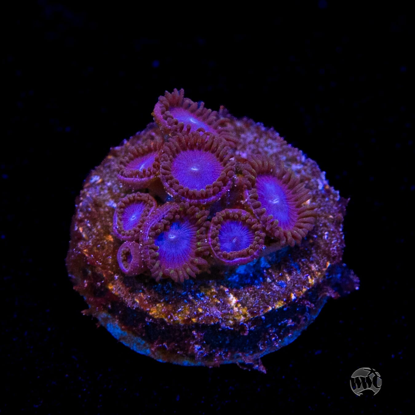Tubbs Blues Zoanthids