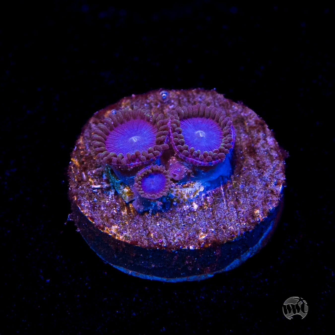 Tubbs Blues Zoanthids