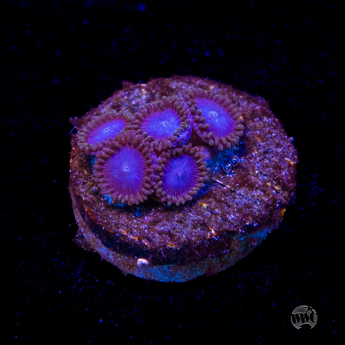 Tubbs Blues Zoanthids