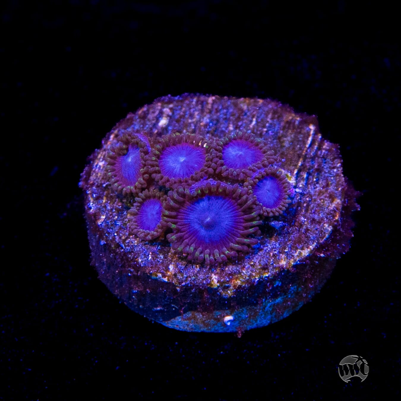 Tubbs Blues Zoanthids