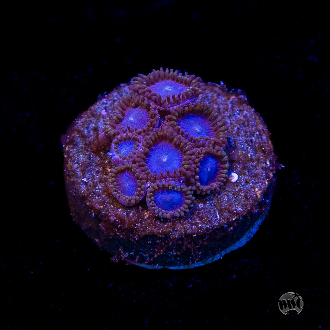 Tubbs Blues Zoanthids