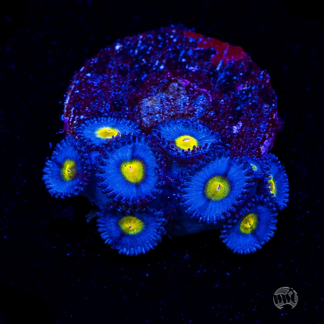 WWC AOI Zoanthids