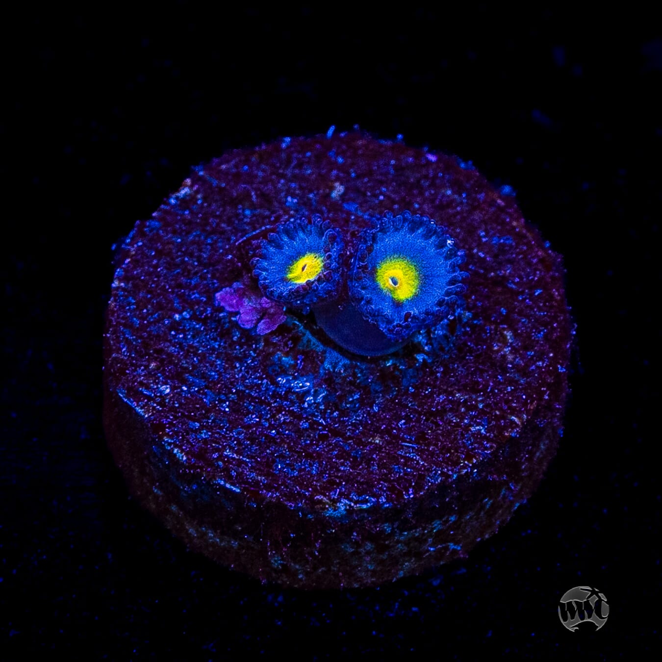 WWC AOI Zoanthids