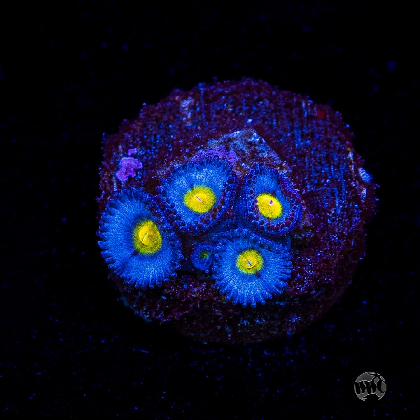 WWC AOI Zoanthids