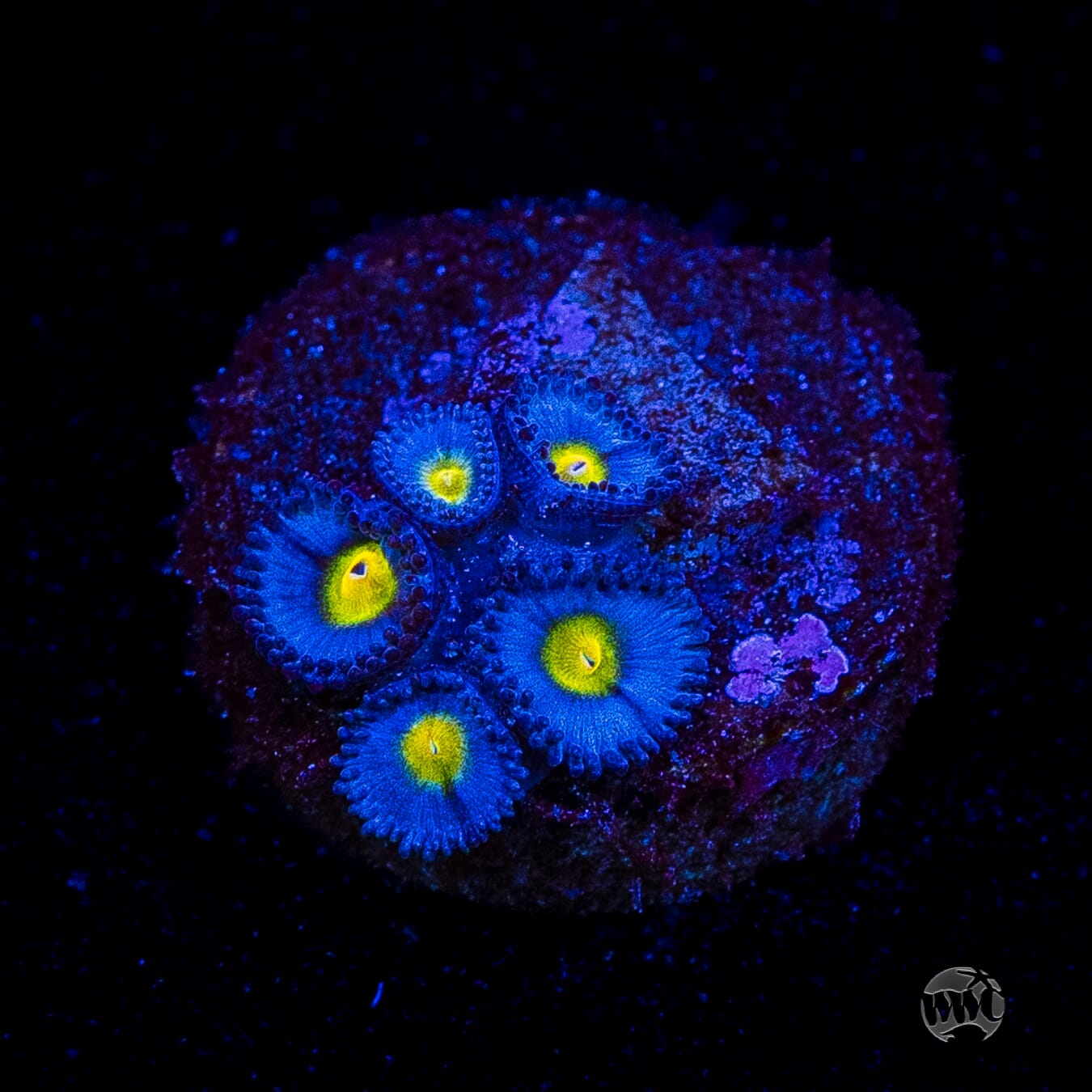 WWC AOI Zoanthids