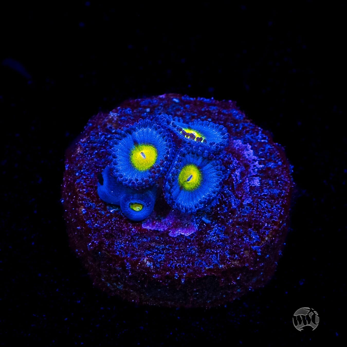 WWC AOI Zoanthids