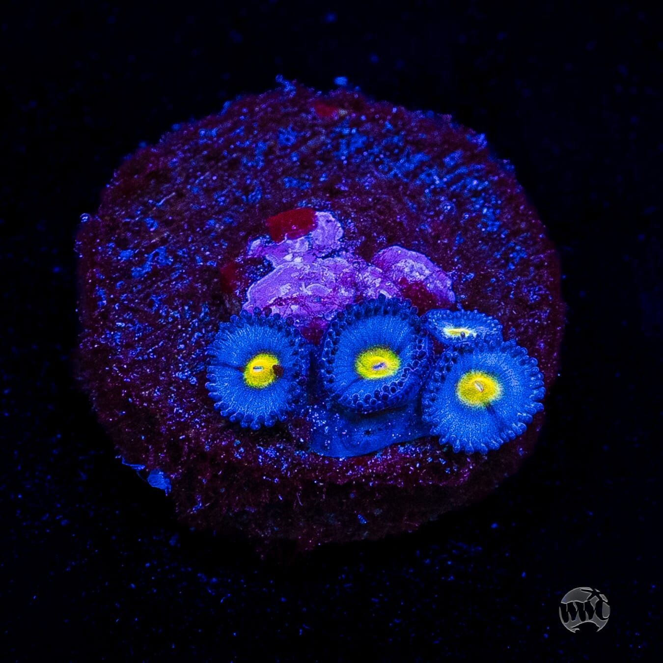 WWC AOI Zoanthids