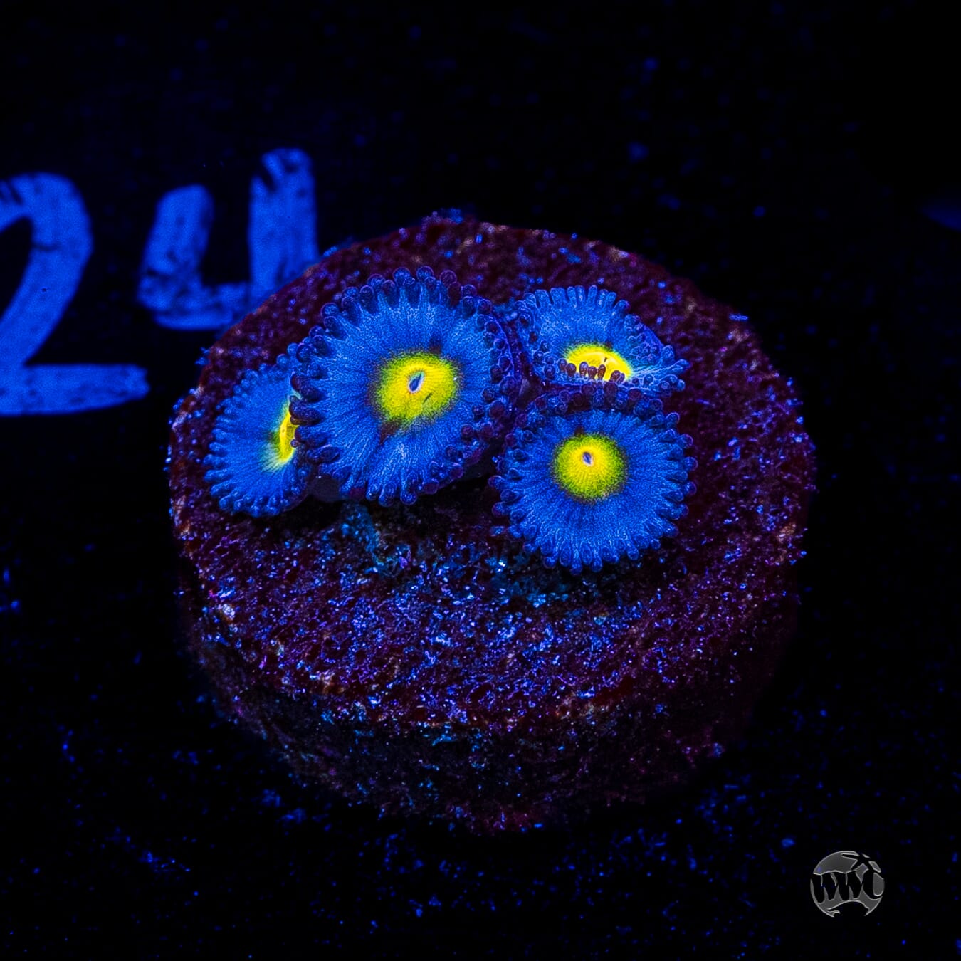 WWC AOI Zoanthids
