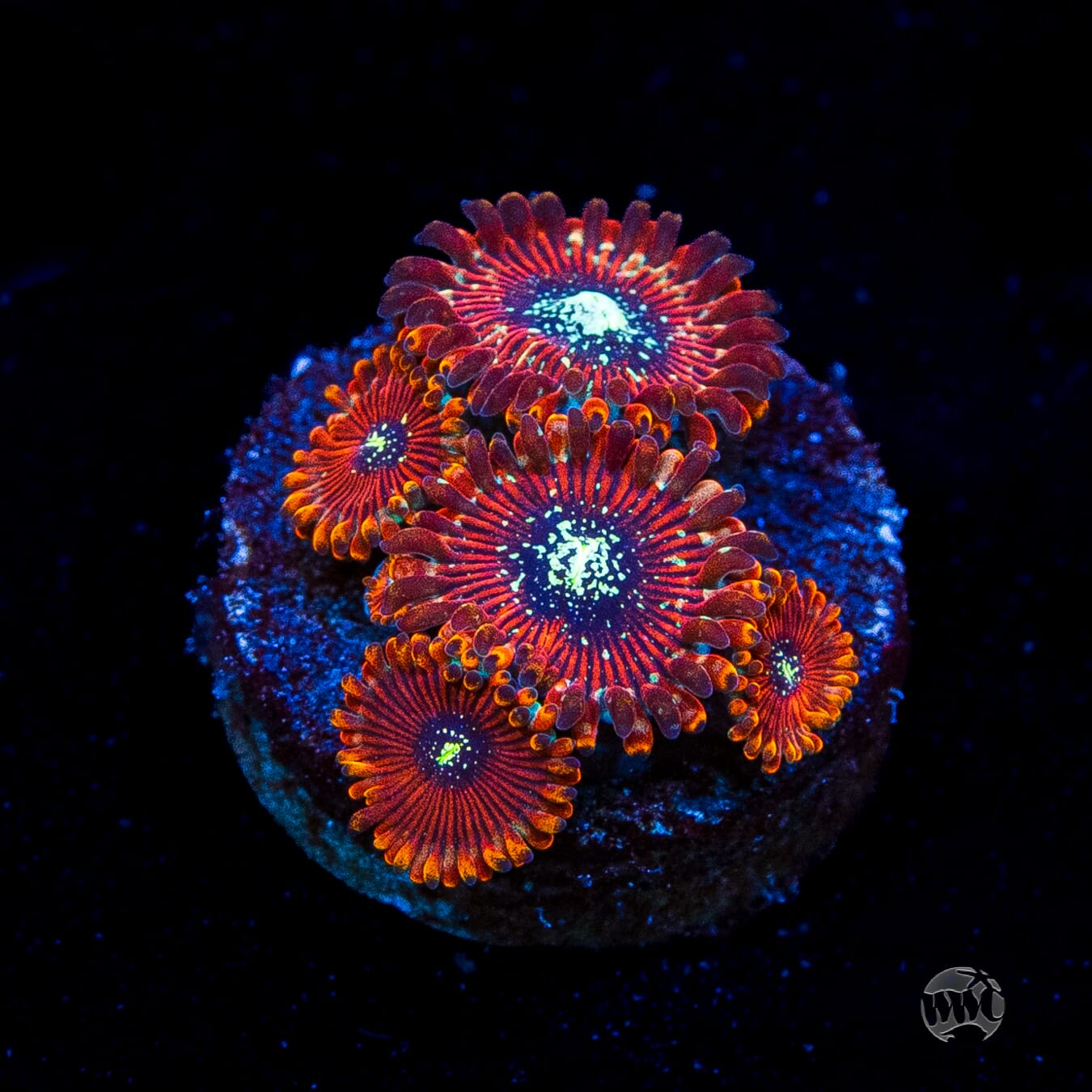 Magician Zoanthids