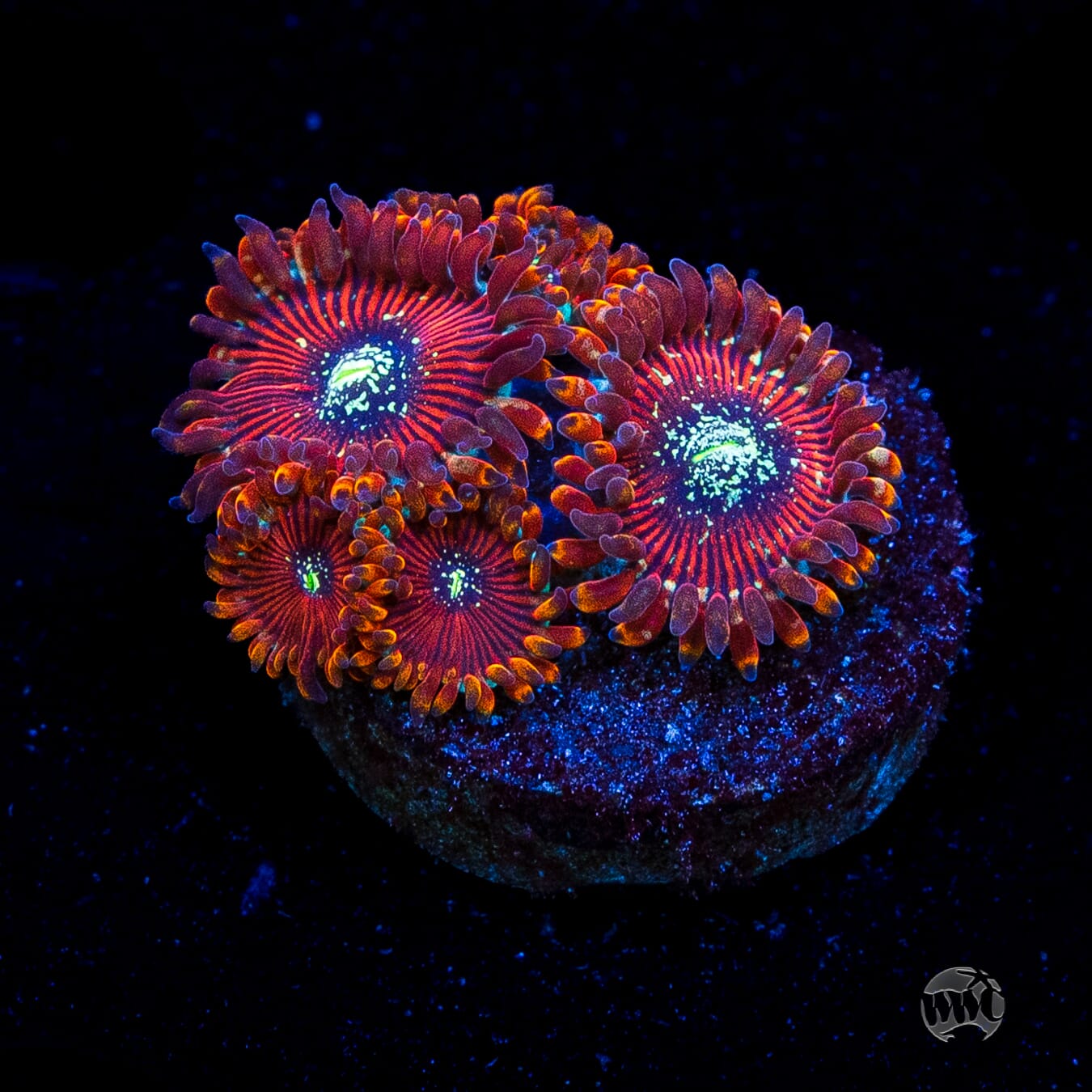 Magician Zoanthids