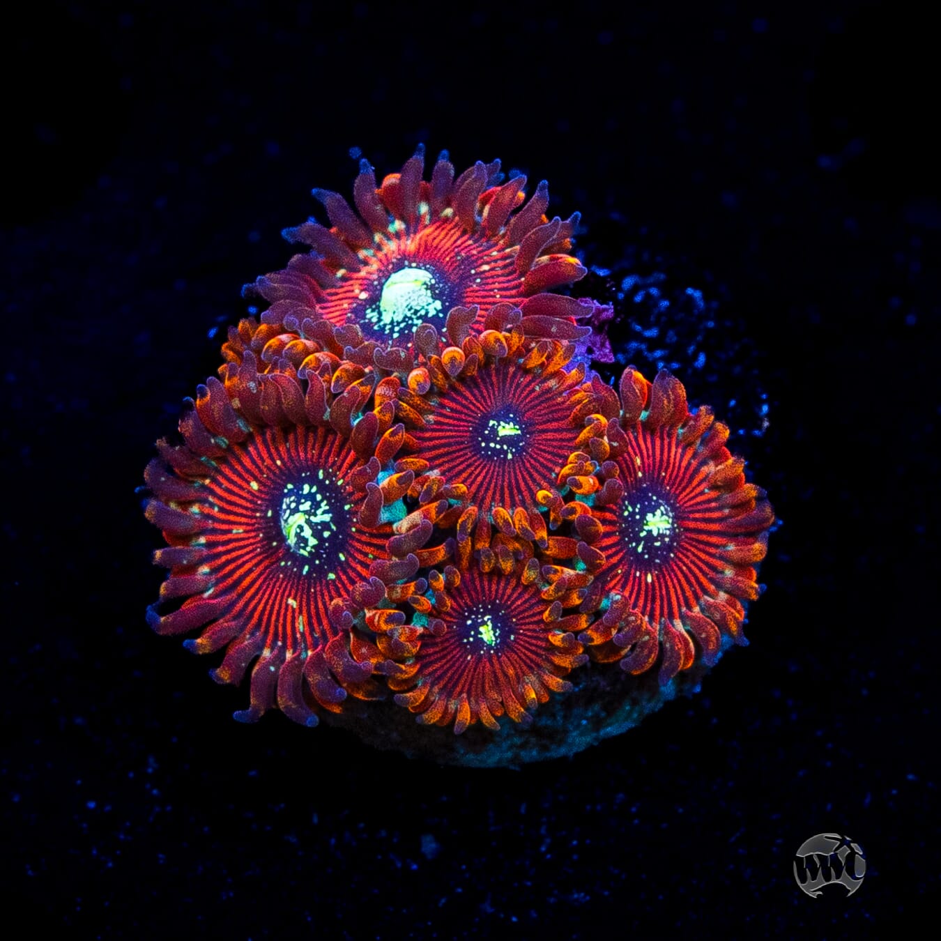 Magician Zoanthids