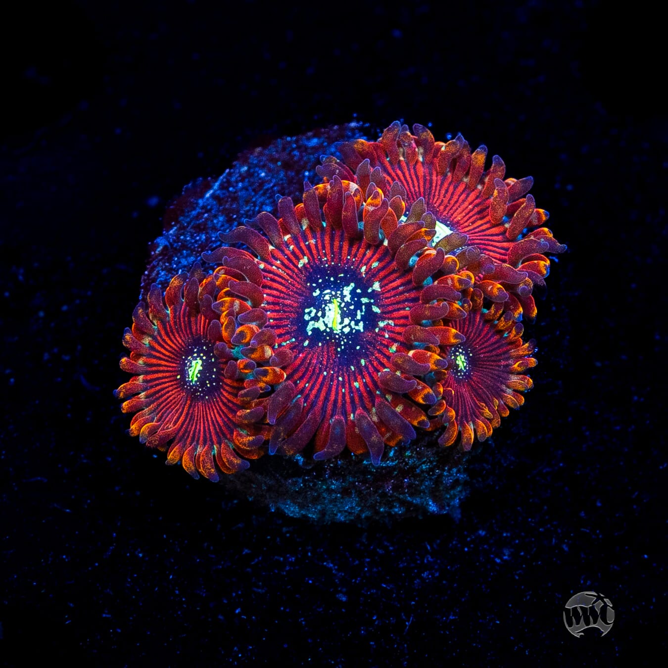 Magician Zoanthids