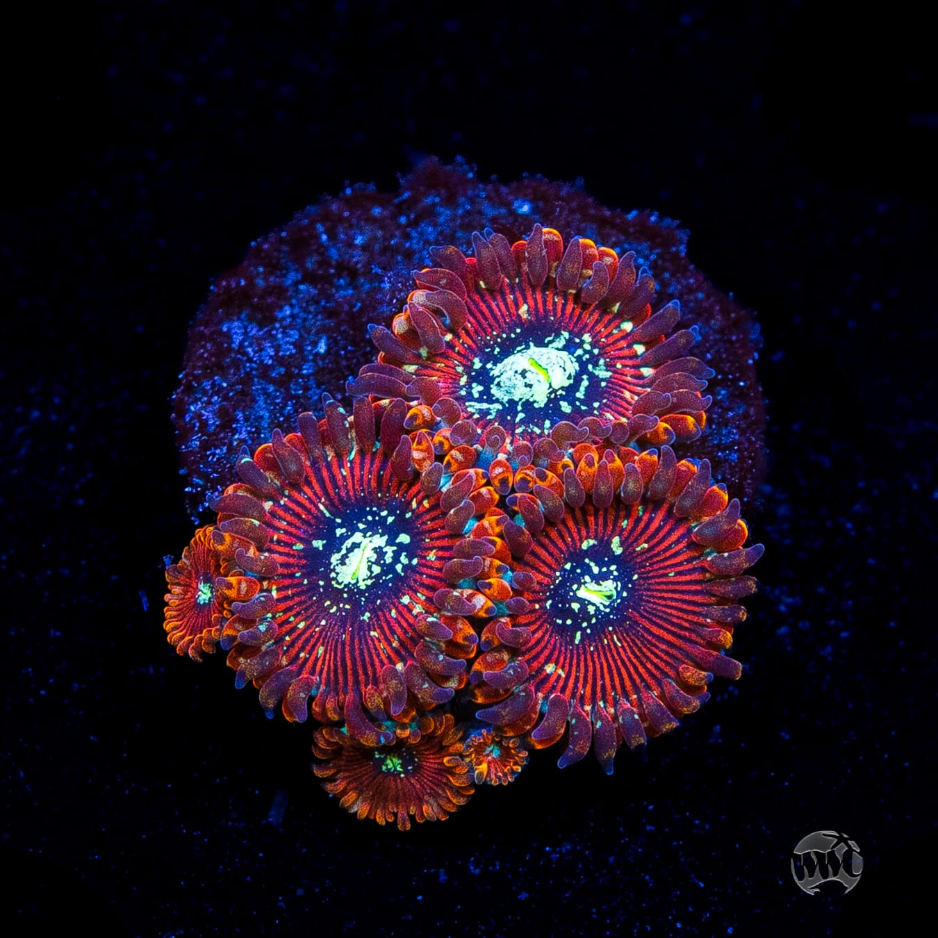Magician Zoanthids