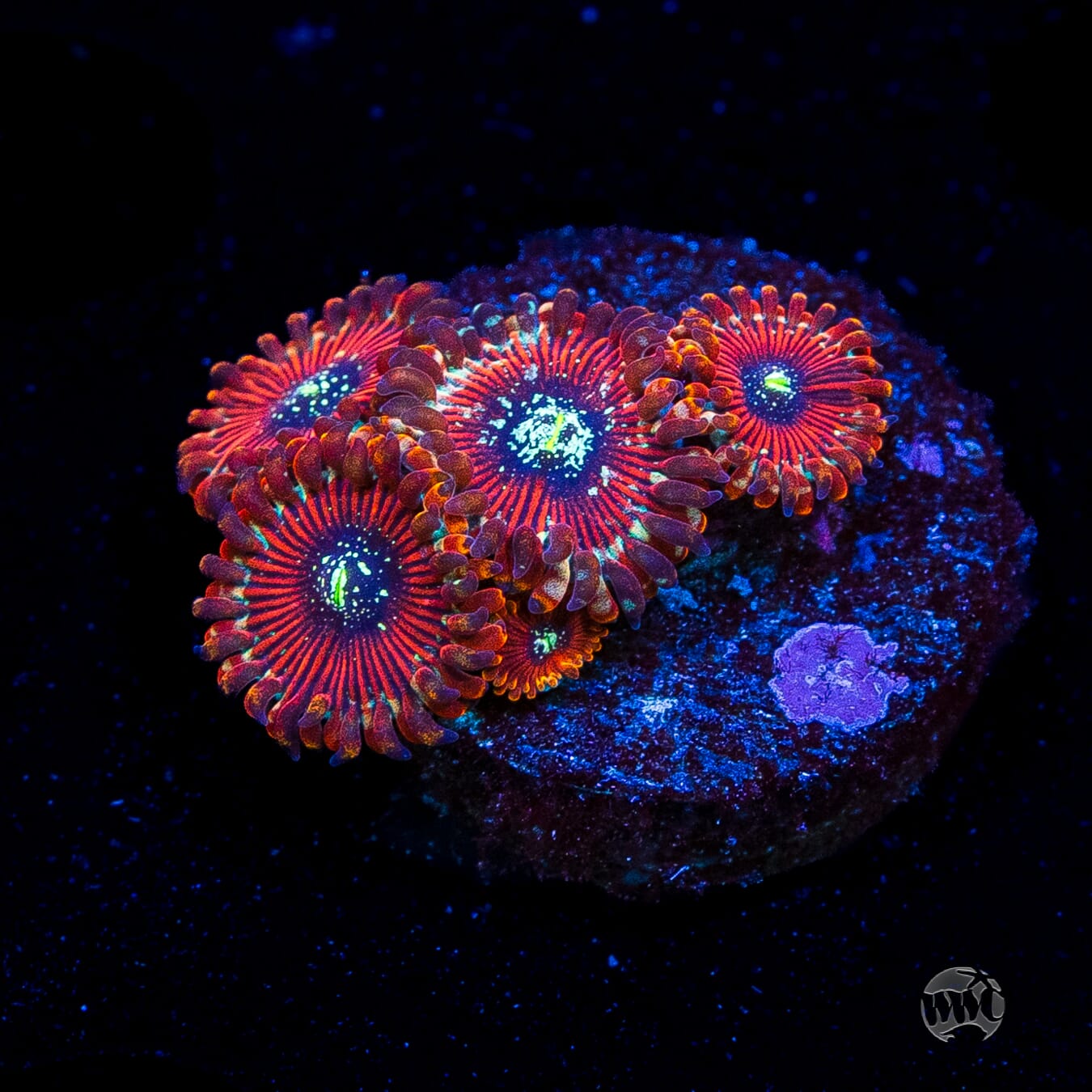Magician Zoanthids