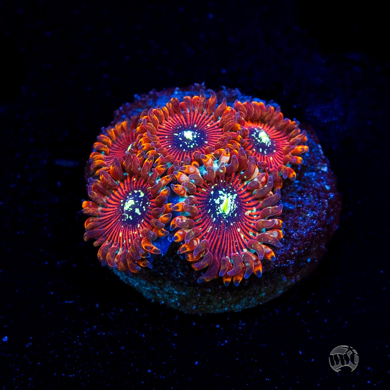 Magician Zoanthids