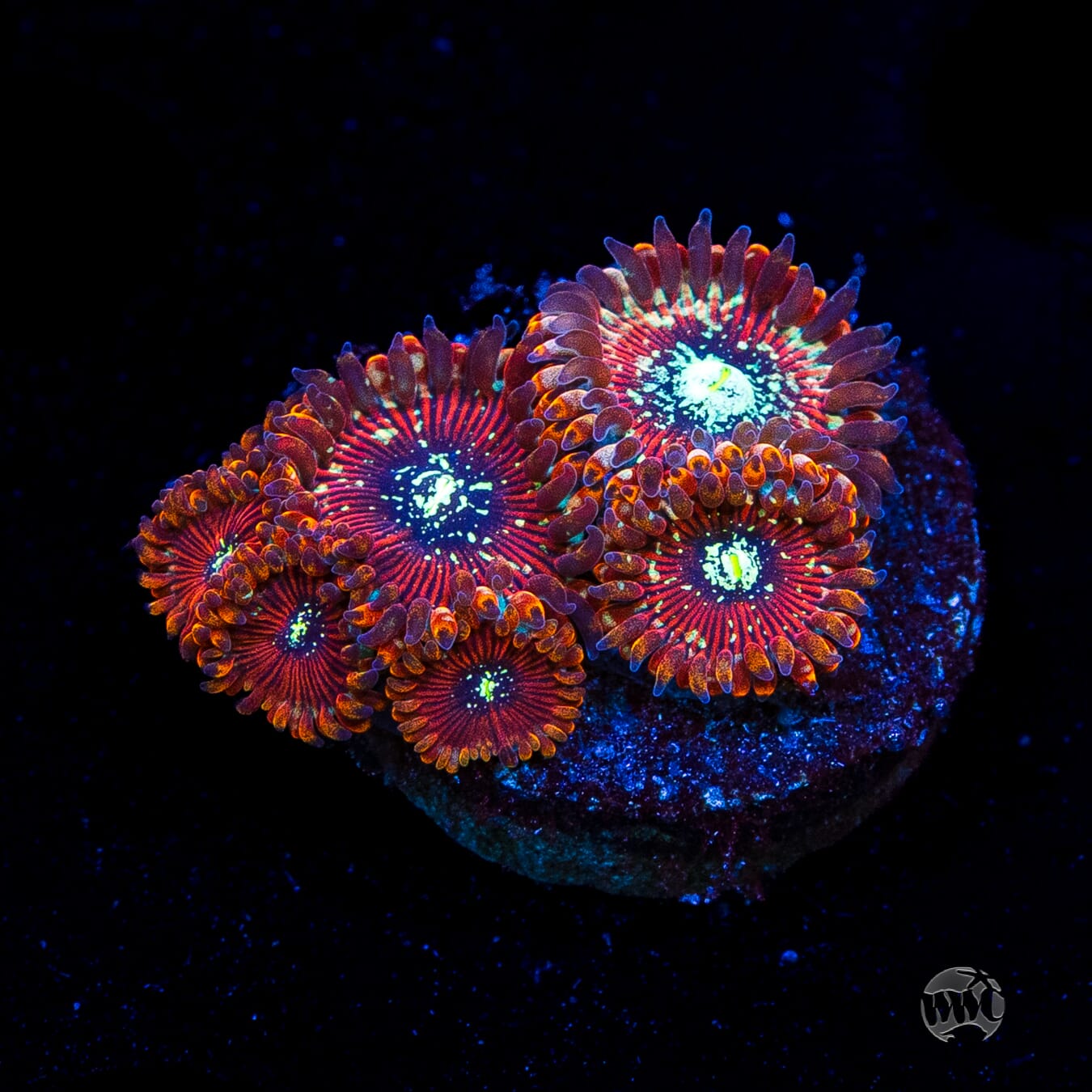 Magician Zoanthids