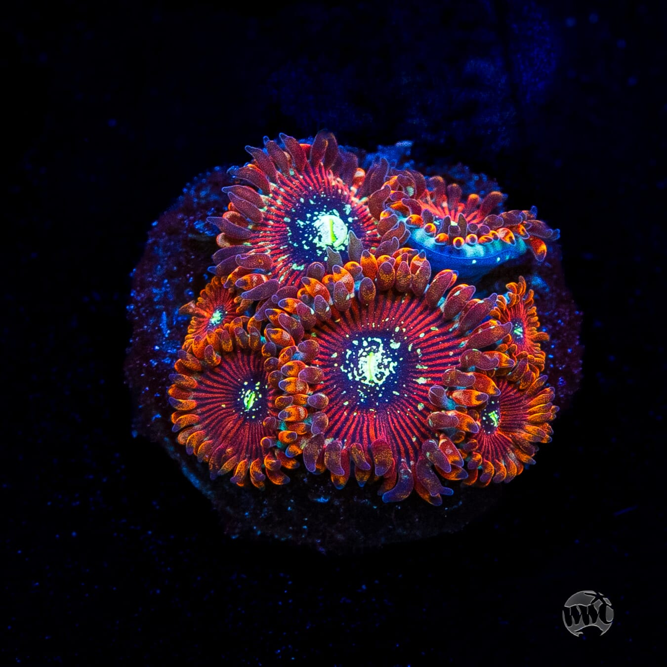 Magician Zoanthids