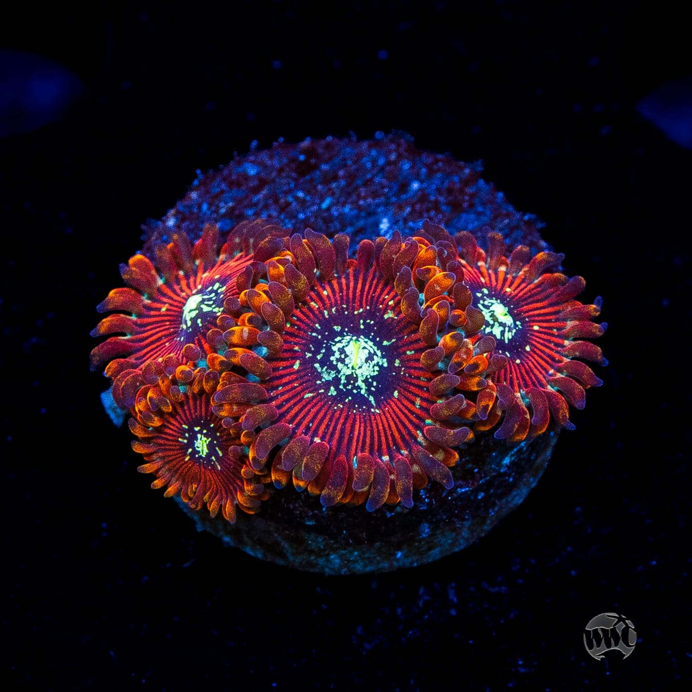 Magician Zoanthids