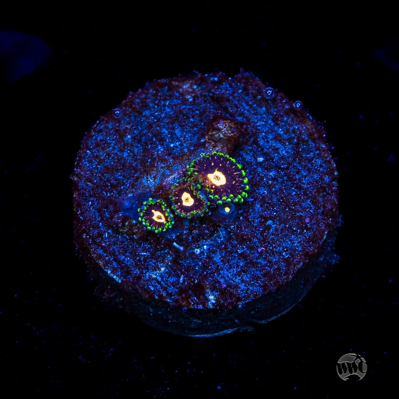 WWC Fortune Cookie Zoanthids
