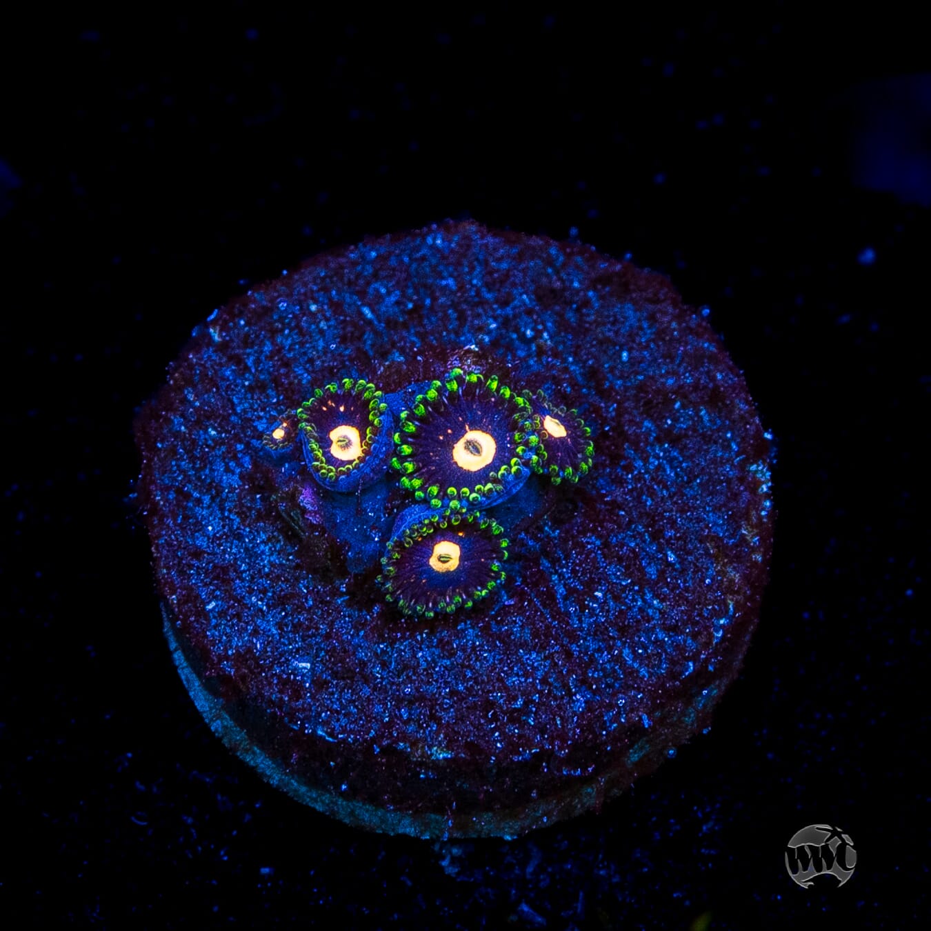 WWC Fortune Cookie Zoanthids