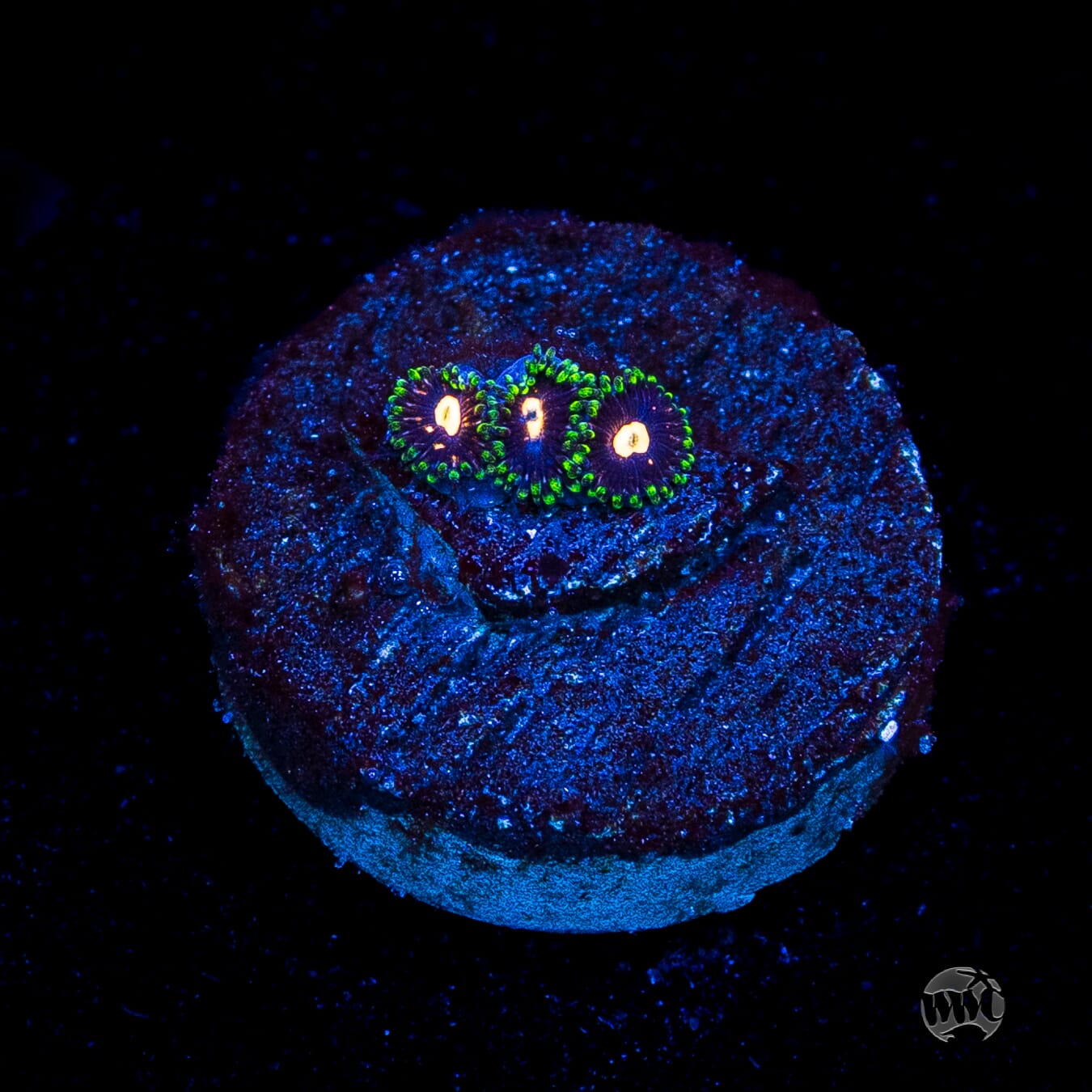 WWC Fortune Cookie Zoanthids
