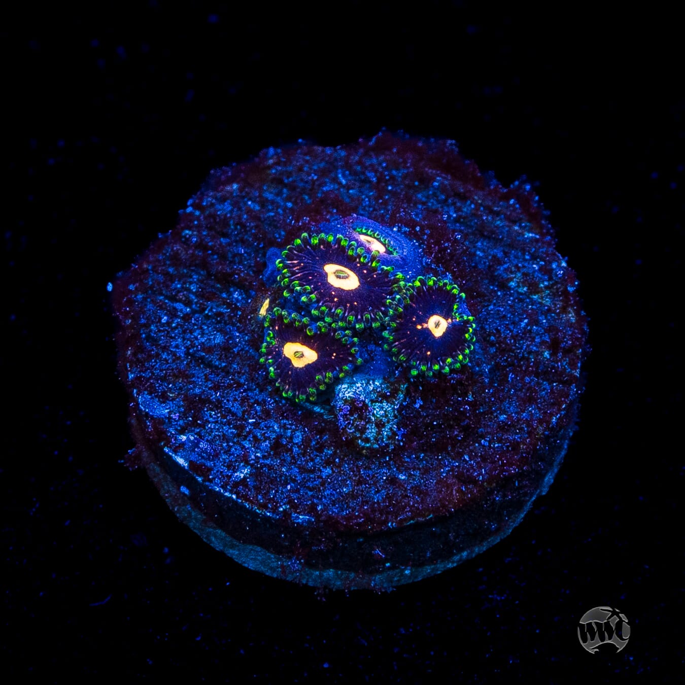 WWC Fortune Cookie Zoanthids