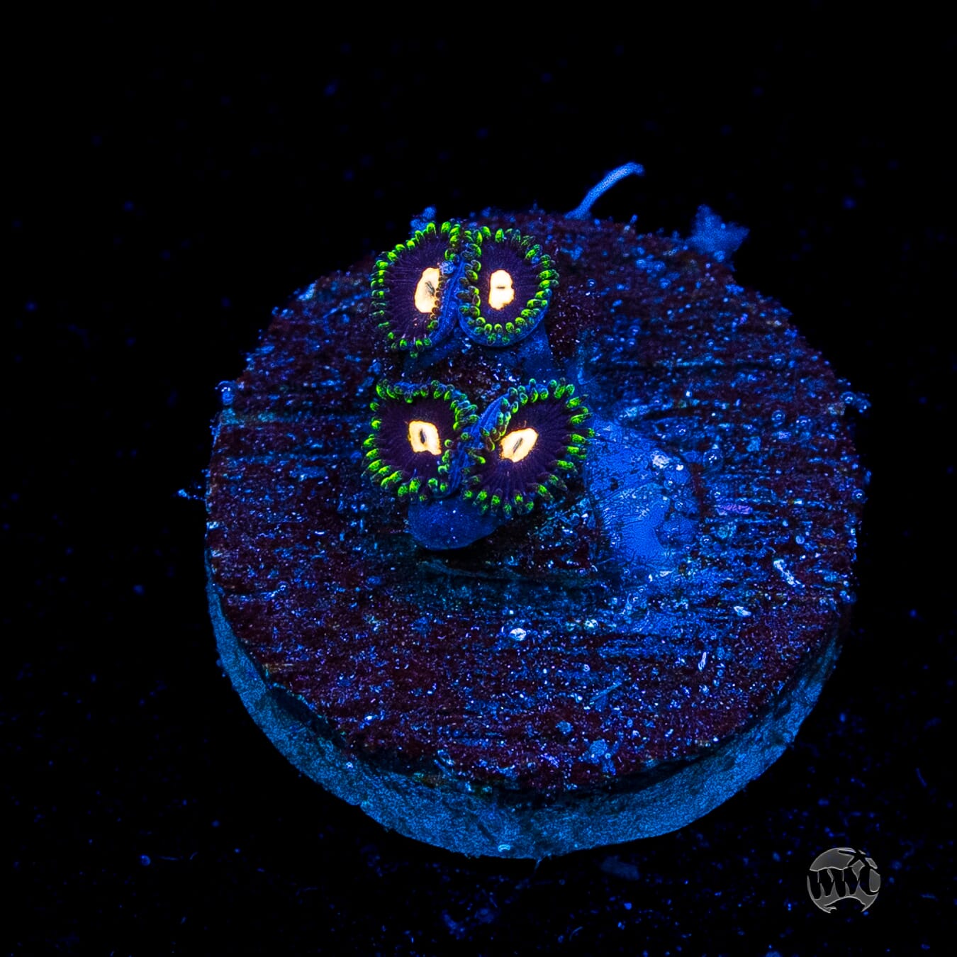 WWC Fortune Cookie Zoanthids
