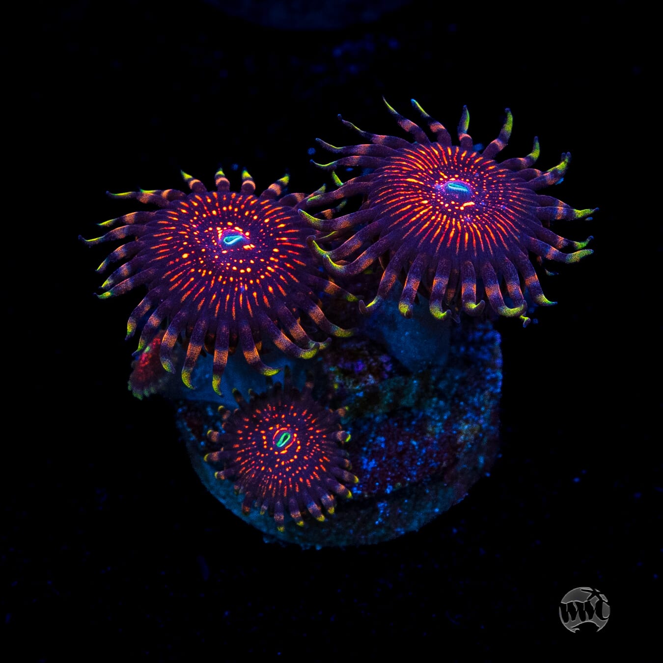 ARC Nightcrawler Zoanthids