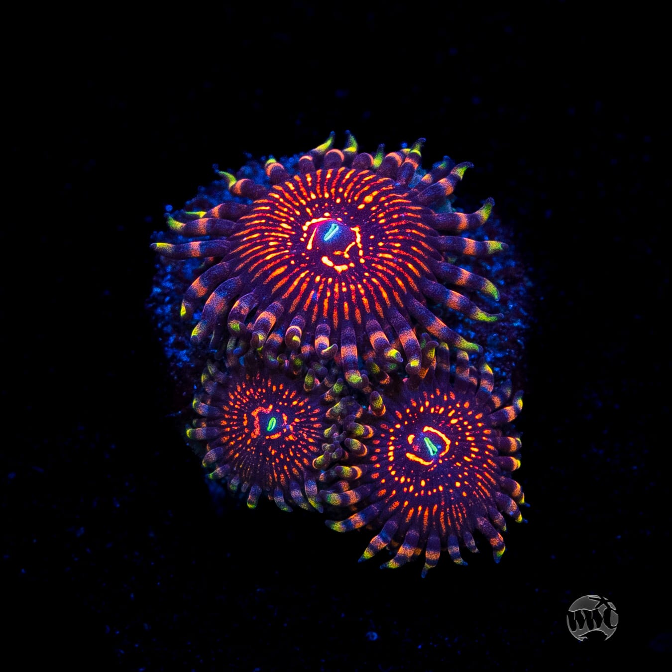 ARC Nightcrawler Zoanthids