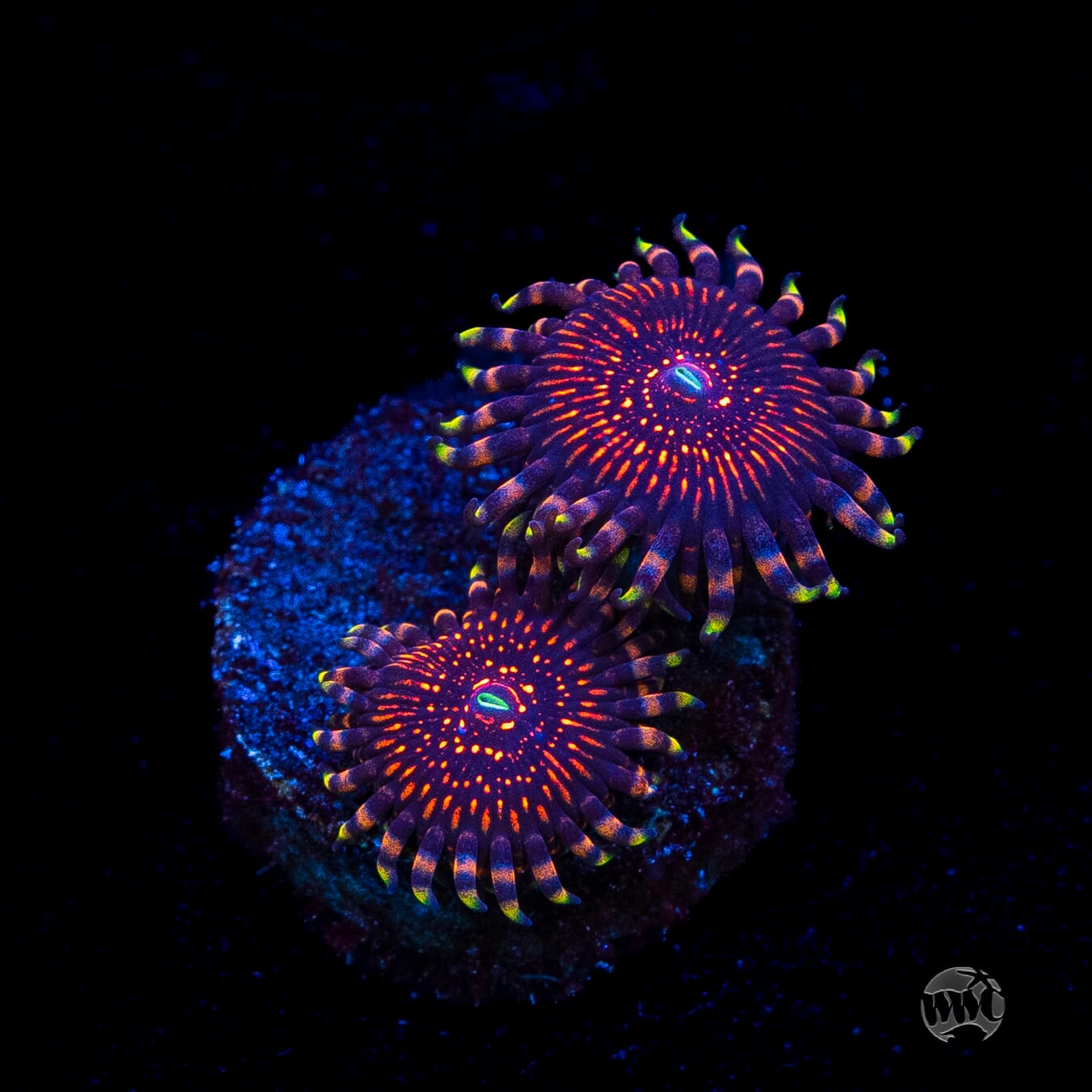 ARC Nightcrawler Zoanthids