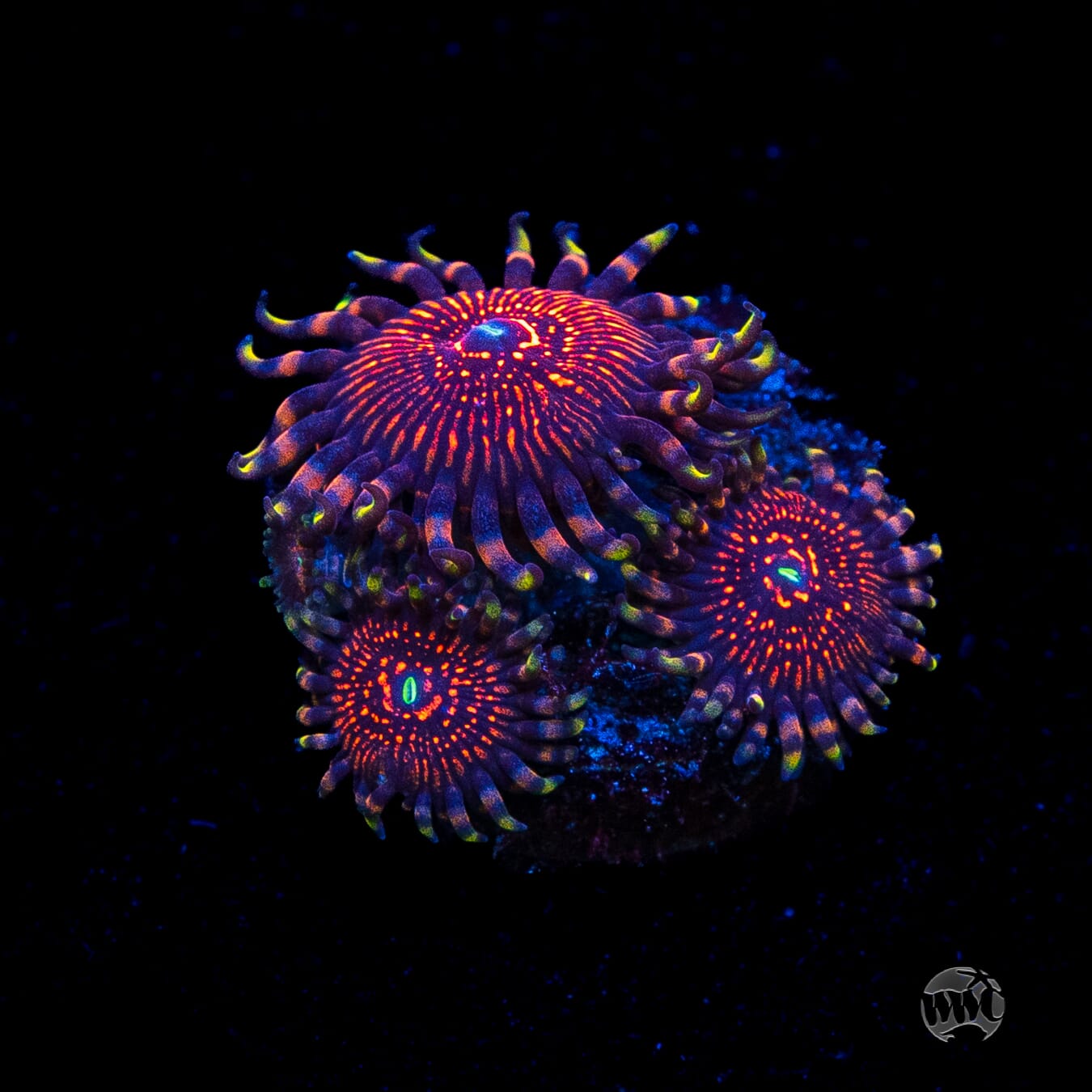 ARC Nightcrawler Zoanthids