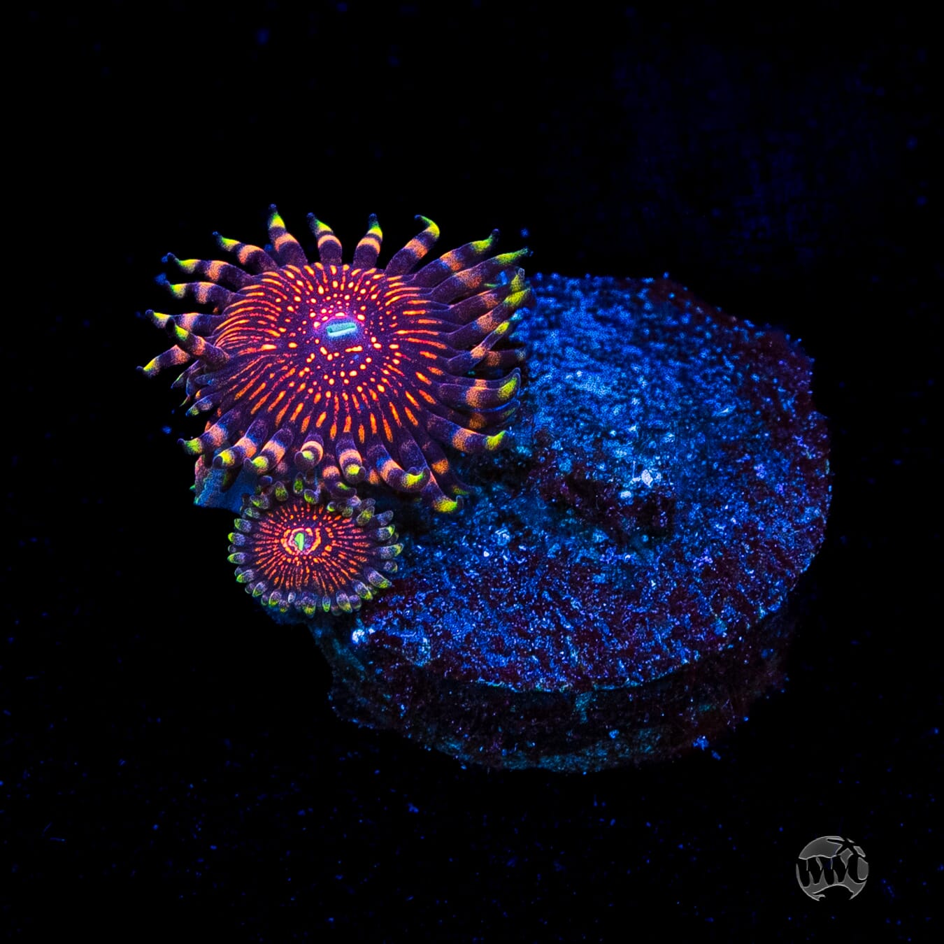 ARC Nightcrawler Zoanthids