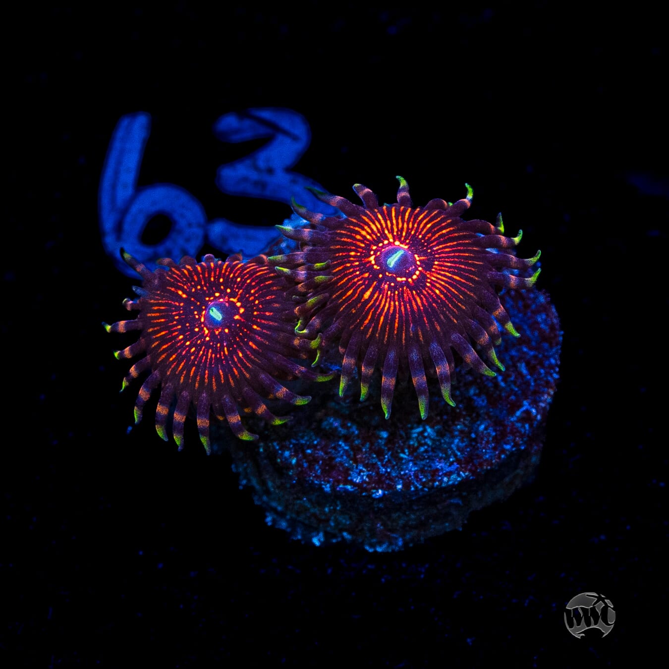 ARC Nightcrawler Zoanthids