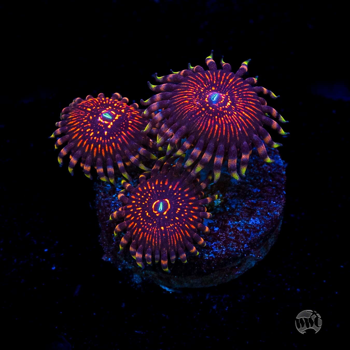 ARC Nightcrawler Zoanthids