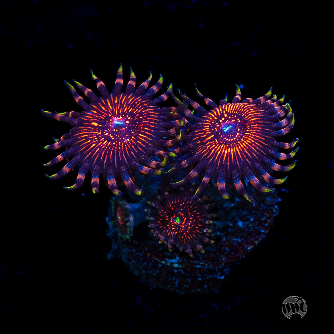ARC Nightcrawler Zoanthids