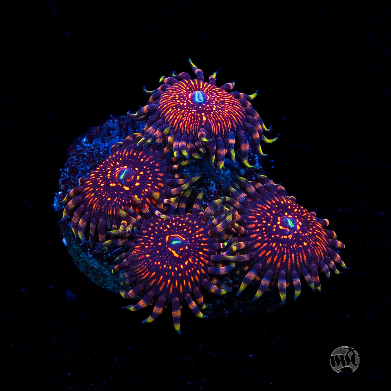 ARC Nightcrawler Zoanthids