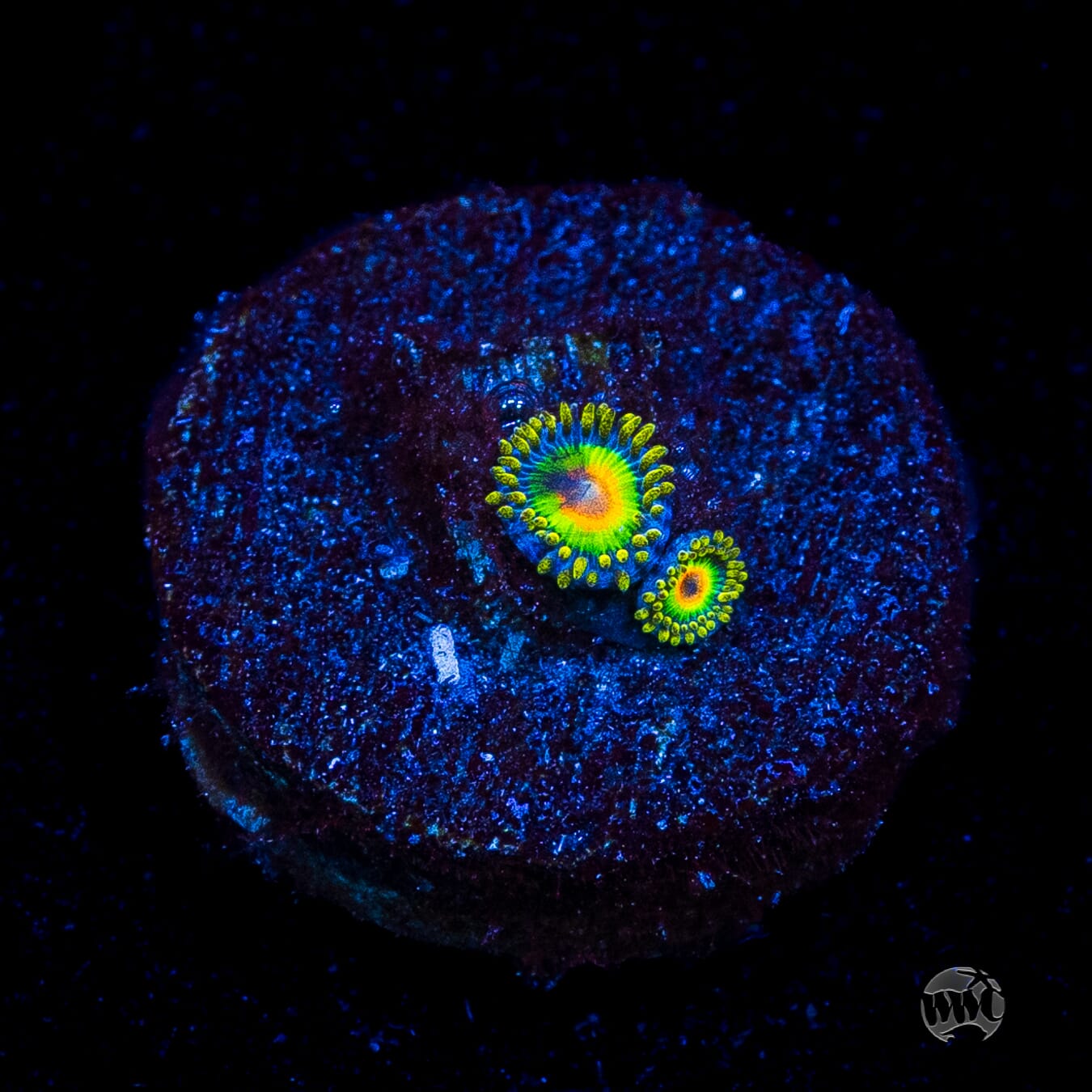 Rasta Zoanthids