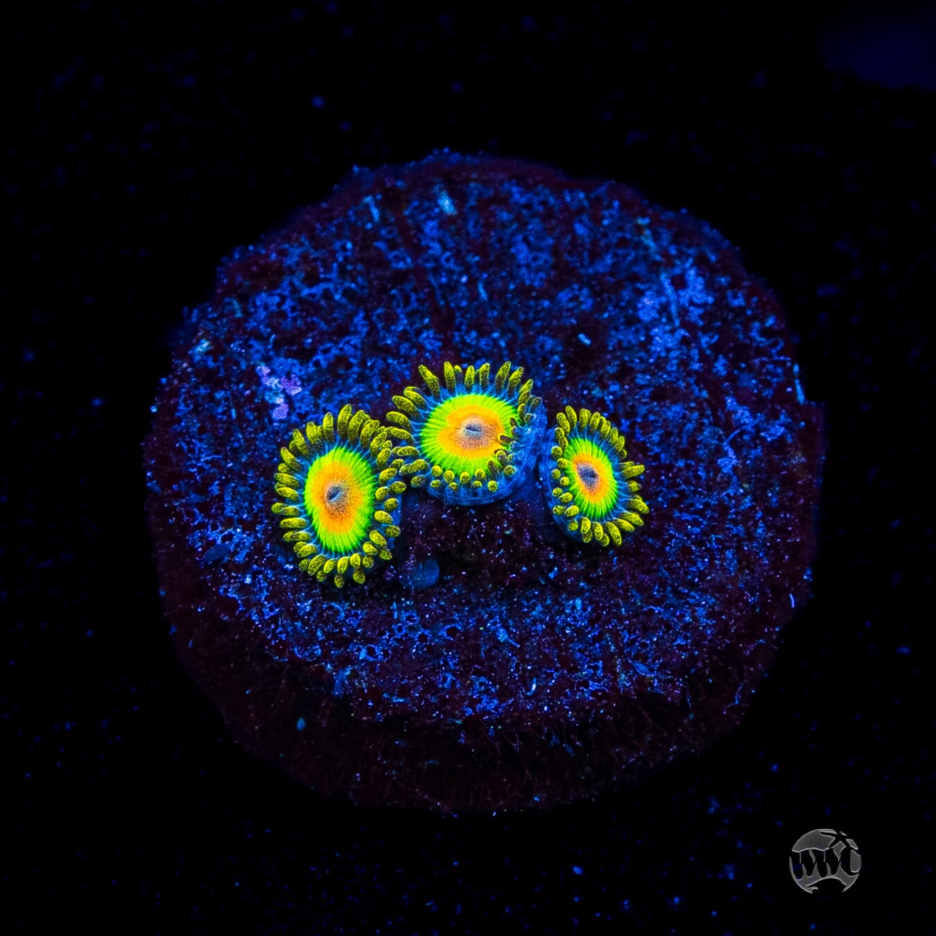 Rasta Zoanthids