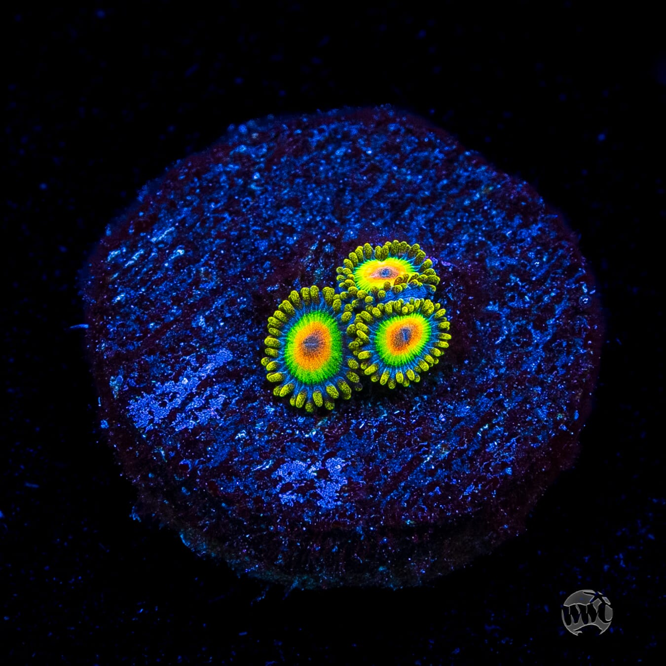 Rasta Zoanthids