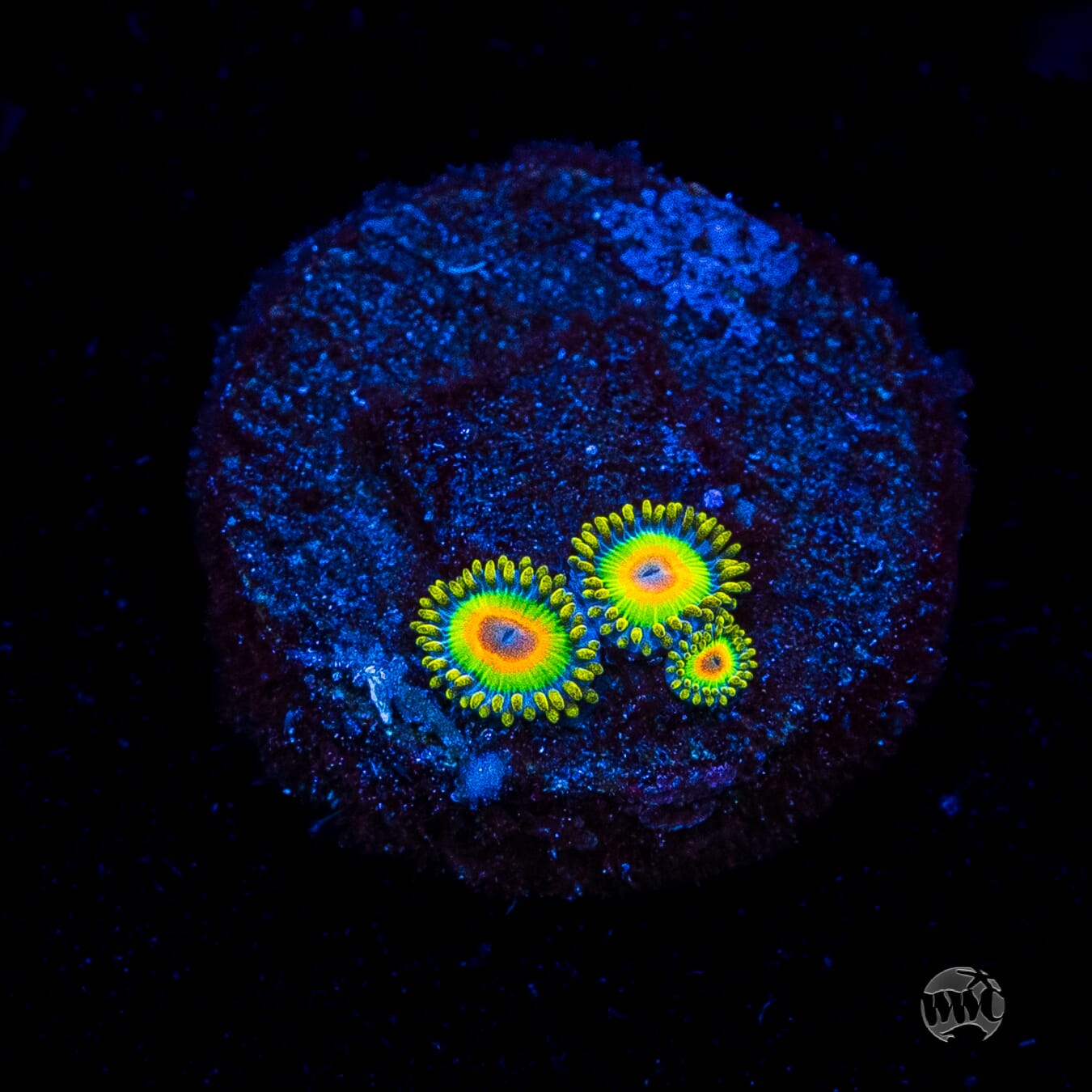 Rasta Zoanthids